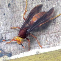 Polistes cavapyta