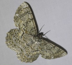Amblychia subrubida