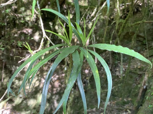 Pittosporum illicioides iNat (3)
