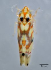 Erythroneura elegantula