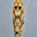 Western Grape Leafhopper - Photo (c) Don Loarie, some rights reserved (CC BY), uploaded by Don Loarie