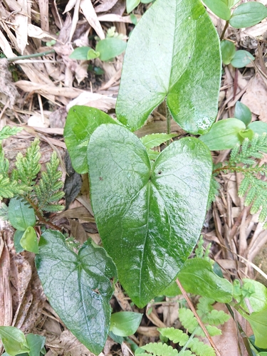 Asarum caudigerum iNat (2)