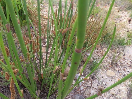 Image of Elegia mucronata by (c) linkie, some rights reserved (CC BY)