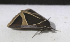 Agamana conjungens