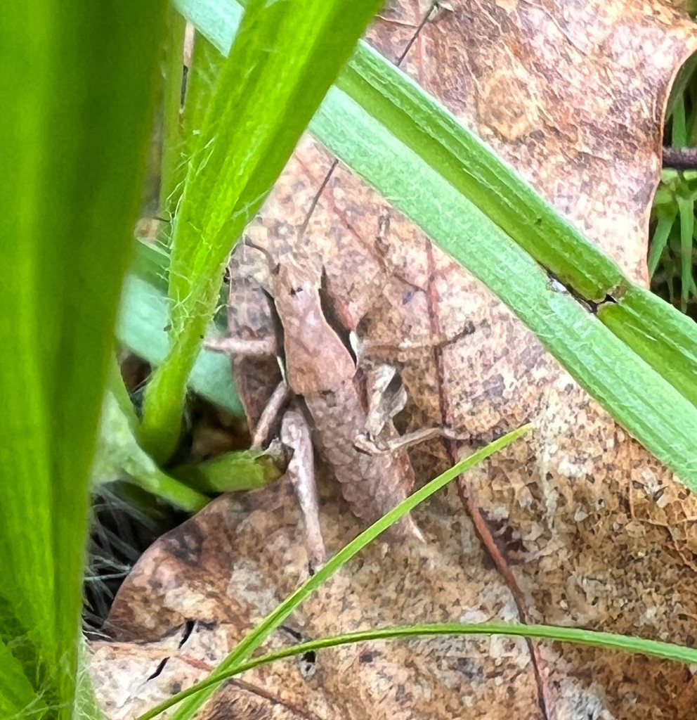 eastern-shieldbacks-from-prince-george-s-county-md-usa-on-april-29