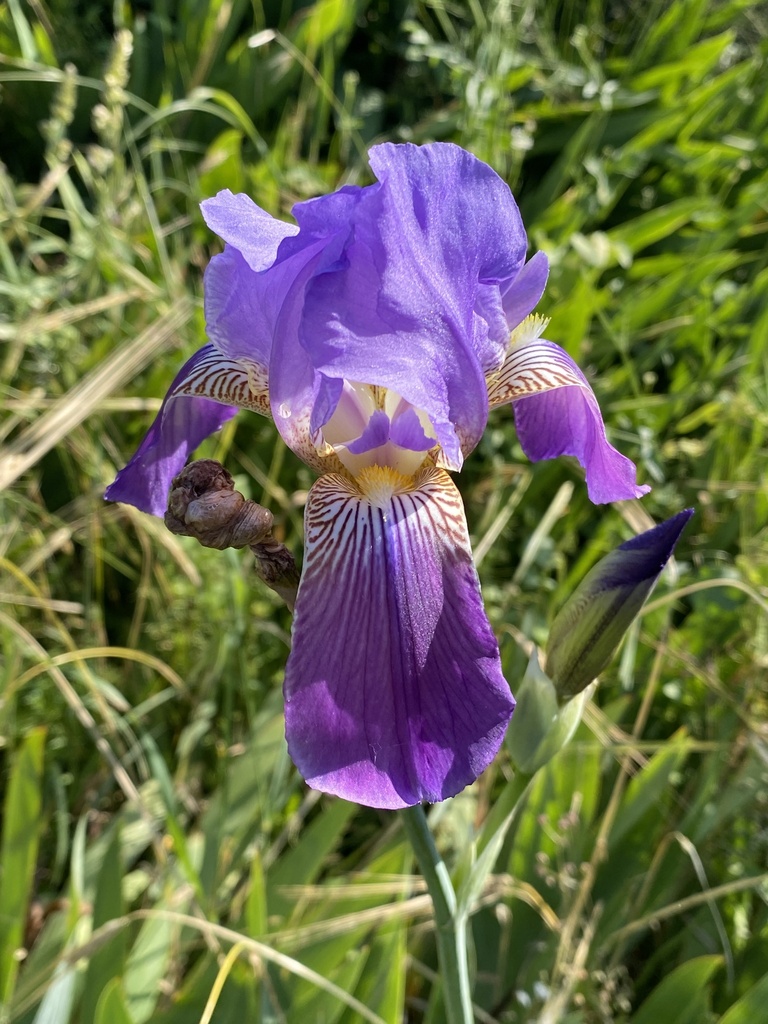 Mesopotamian Iris
