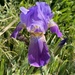 Mesopotamian Iris - Photo (c) elenakuraeva, some rights reserved (CC BY-NC)