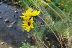 Helianthus salicifolius