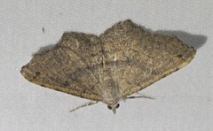 Dissomorphia australiaria