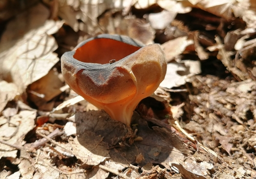 Chriapač kalíškovitý (Helvella acetabulum)