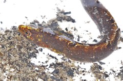 Pholis gunnellus