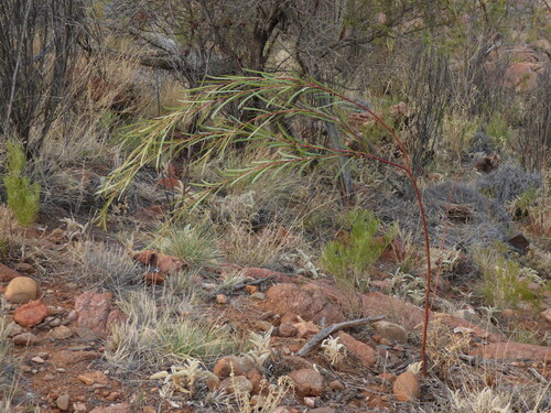 creek wattle (Acacia rivalis)