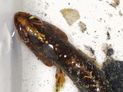Pholis gunnellus