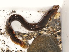 Pholis gunnellus