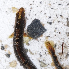 Pholis gunnellus