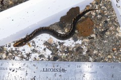 Pholis gunnellus