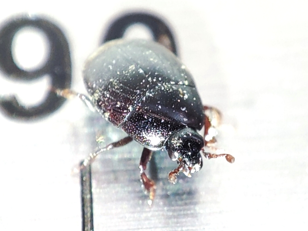 Gnathoncus rotundatus