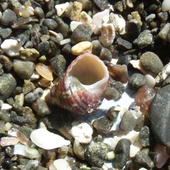 Micrelenchus purpureus