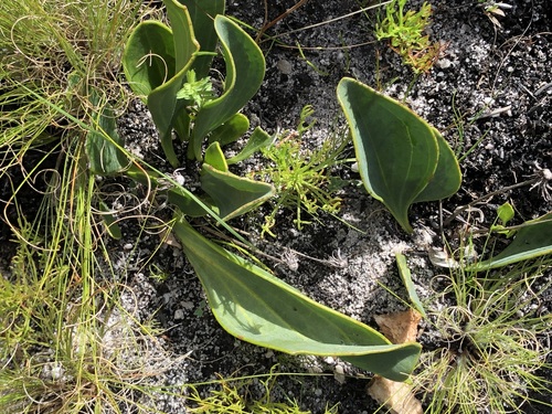 Image of Mairia coriacea by (c) Caroline Voget, some rights reserved (CC BY)