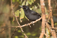 Laniarius funebris