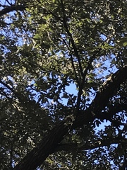 Thryothorus ludovicianus