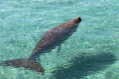 Dugong
