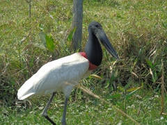 Jabiru mycteria