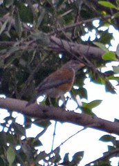 Turdus rufopalliatus