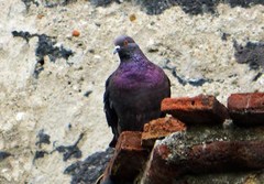 Columba livia