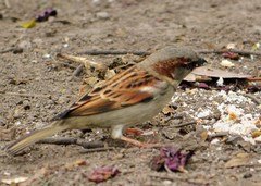 Passer domesticus