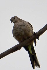 Columbina inca