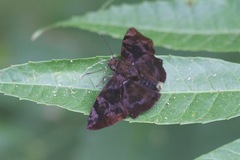 Ebrietas osyris