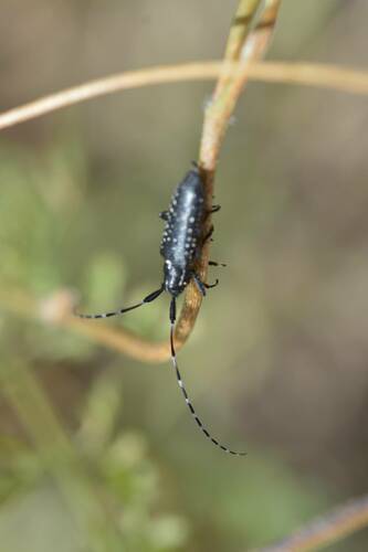 Agapanthia irrorata photo 3