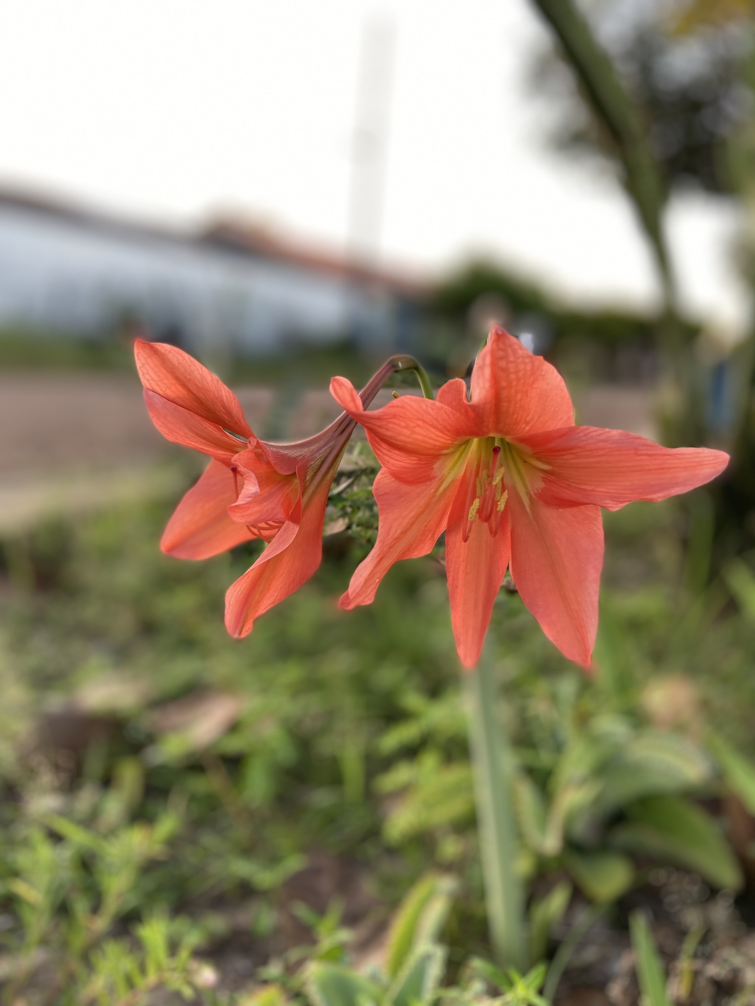 Hippeastrum puniceum