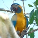 Blue-throated Macaw - Photo (c) bs10aco, some rights reserved (CC BY-NC), uploaded by bs10aco