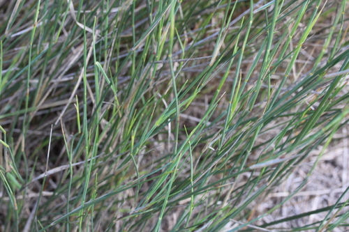 Image of Ehrharta villosa by no rights reserved