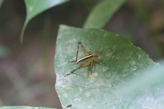 Eneoptera