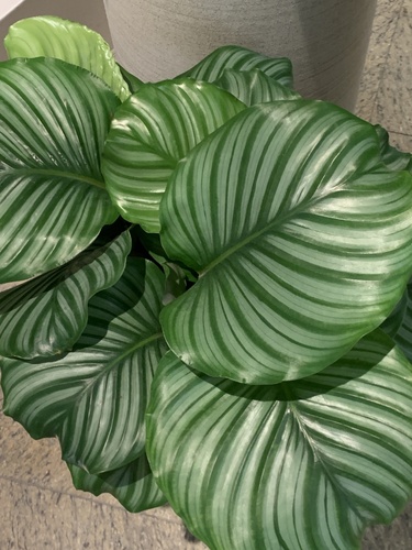 Maranta-prateada