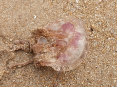 Pelagia noctiluca
