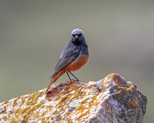 Foto de Black Redstart