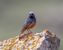 Black Redstart photo 3