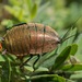 Jewelled Heath Cockroach - Photo (c) Tony Bush, some rights reserved (CC BY-NC), uploaded by Tony Bush