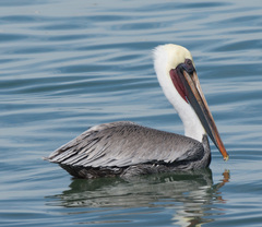 Pelecanus occidentalis