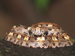 Porthidium nasutum