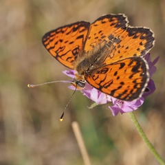 Melitaea didyma