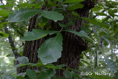 Faber's Oak (Quercus fabri)