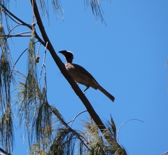 Philemon argenticeps