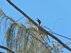 Philemon argenticeps