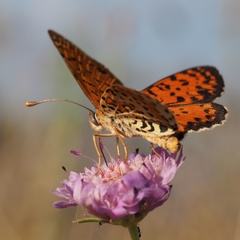 Melitaea didyma