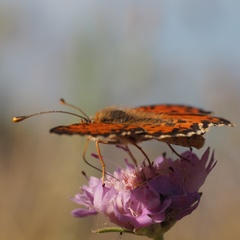 Melitaea didyma